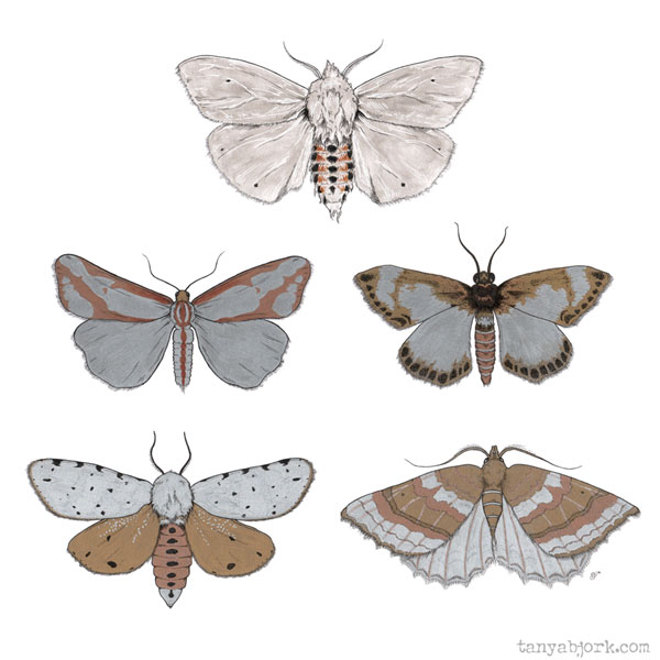 metal moths